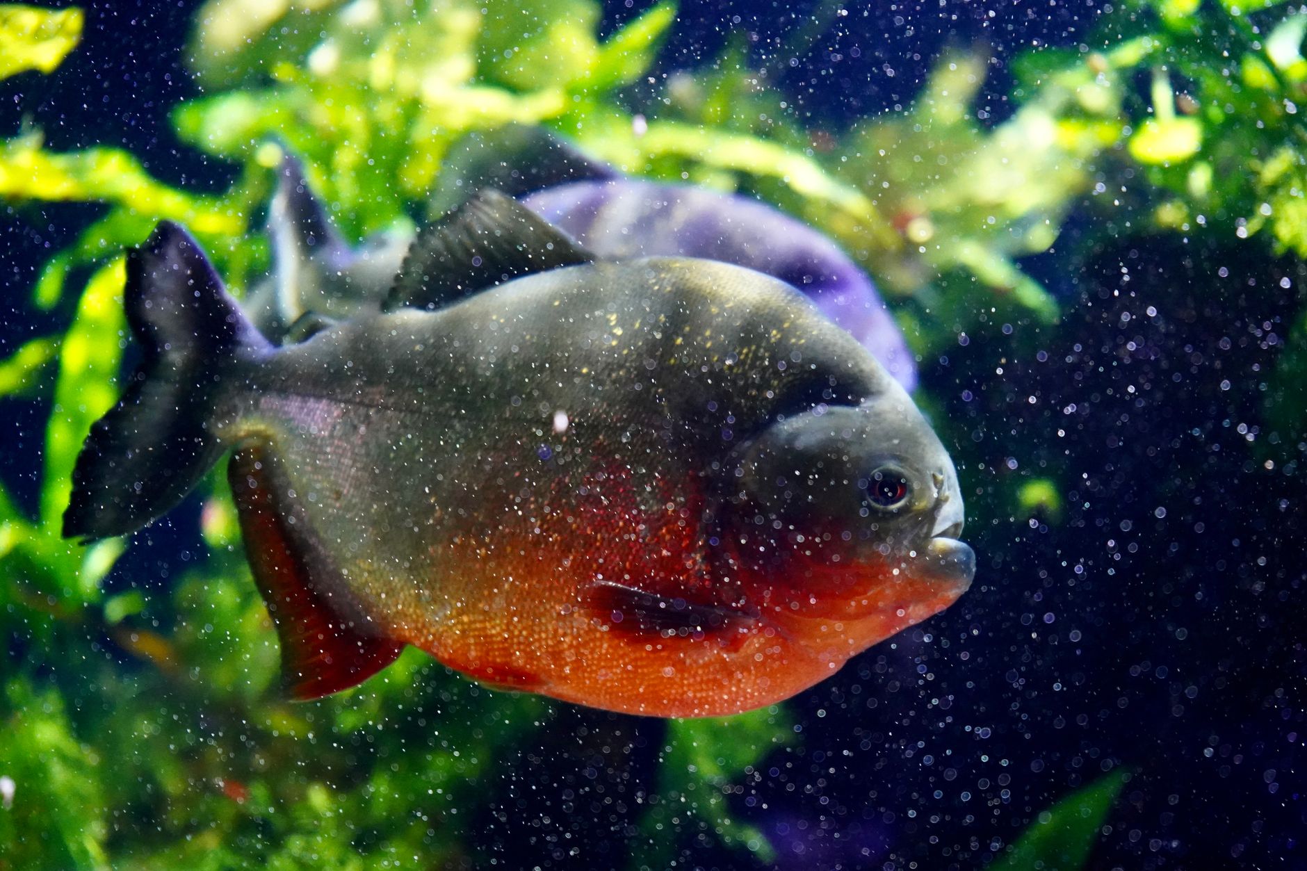 vibrant red piranha in aquarium